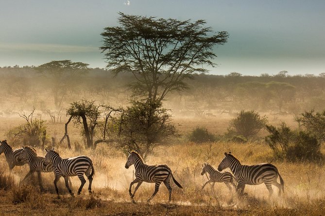 6 Days Tanzania Budget Camping Safari - Day 1: Elephants and baobabs in Tarangire