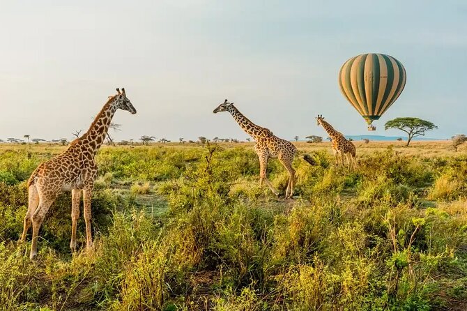 6 Days Tanzania Bush Experience Safari - Key points at a glance