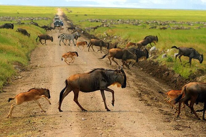 6 Days Tanzania Bush Experience Safari - Day 4: A full Serengeti game-drive day