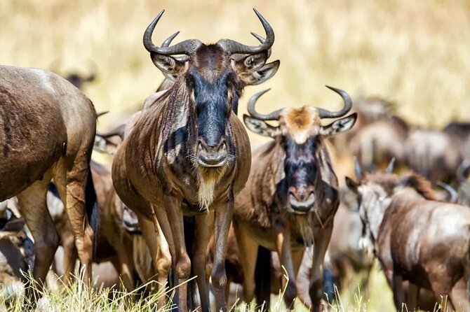 6 Days Tanzania Bush Experience Safari - Day 5: The Serengeti to Ngorongoro Crater