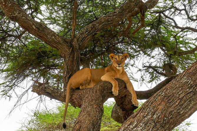 6 Days Tanzania Bush Experience Safari - Day 6: Tarangire’s elephants and the road back to Arusha