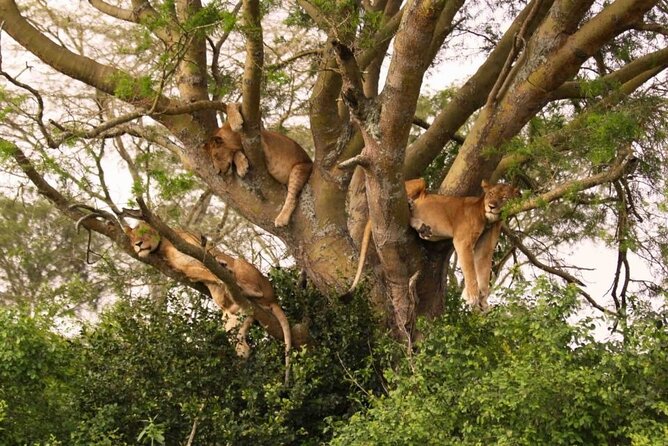 6 Days Tanzania Bush Experience Safari - Private guiding, vehicles, and the pace of the days