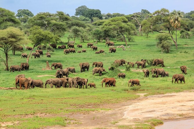 6 Days Tanzania Classic Safari - Central Serengeti: the main wildlife day