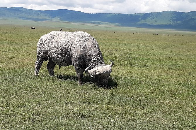 6 Days Tanzania Classic Safari - The Serengeti morning and Karatu overnight