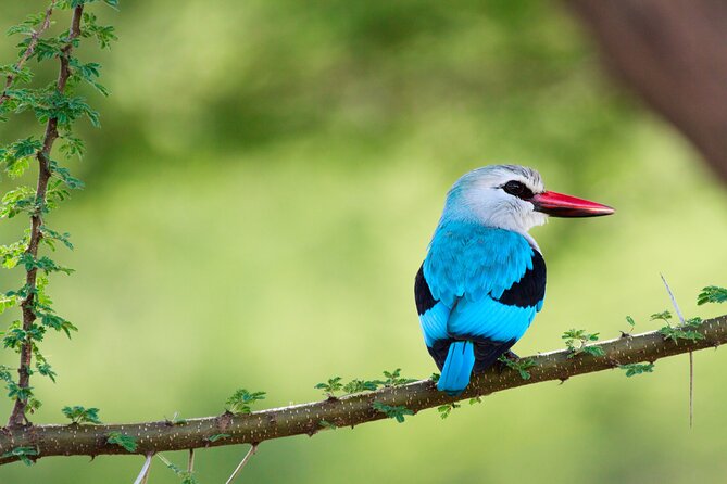 6 Days Tanzania Classic Safari - Lake Manyara: monkeys, birds, and the soda lake