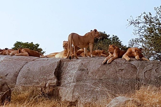 6 Days Tanzania Classic Safari - Arrival in Arusha and the first night