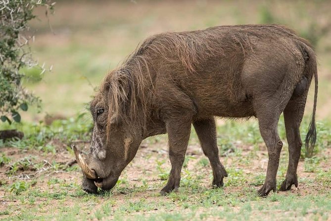 6 Days Tanzania Luxury Safari Tour - Day six needs written clarification