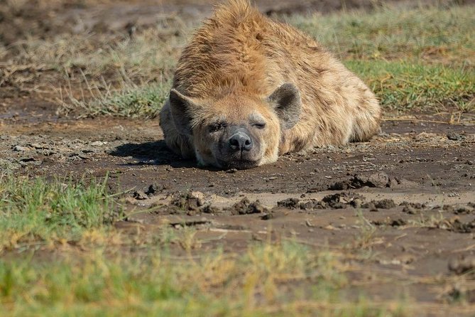 6 Days Tanzania Luxury Safari Tour - What is included, and what you still pay