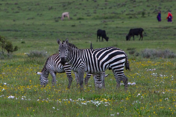 6 Days Tanzania Northern Circuit Safari - Days 3 and 4: Two chances in northern Serengeti