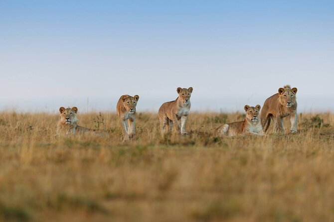 6 Days Tanzania Northern Circuit Safari - Day 5: Returning to central Serengeti