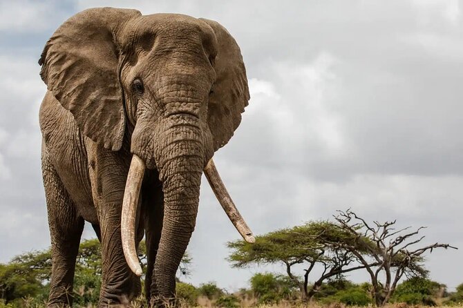 6 Days Tanzania Northern Circuit Safari - Why the private format matters