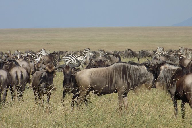 6 Days Tanzania Wildlife Safari Tour - Four parks in six days from Arusha