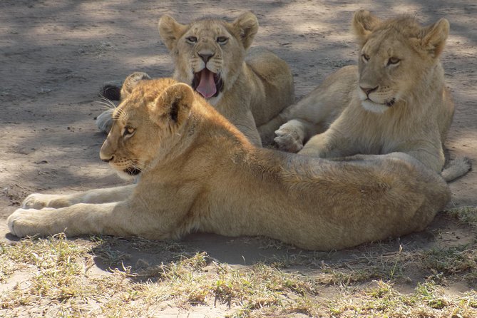 6 Days Tanzania Wildlife Safari Tour - Days 3 and 4: Give the Serengeti proper time