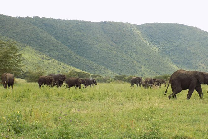 6 Days Tanzania Wildlife Safari Tour - Day 4 includes more Serengeti time, not another park