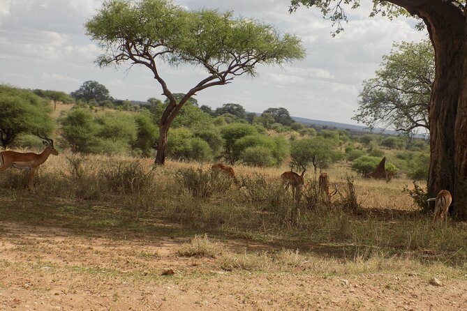 6 Days Tanzania Wildlife Safari Tour - Day 5: From the Serengeti to Ngorongoro Crater