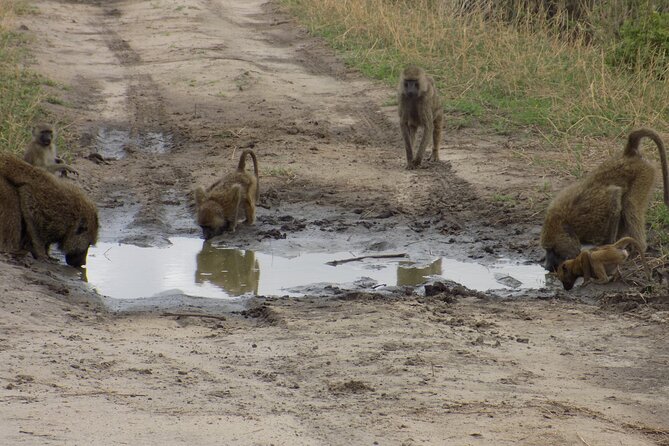 6 Days Tanzania Wildlife Safari Tour - Day 6: Ngorongoro to Arusha or the airport