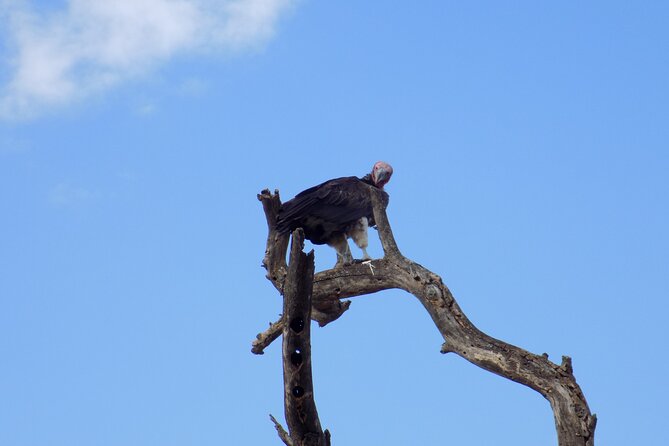 6 Days Tanzania Wildlife Safari Tour - What the $2,500 price really covers