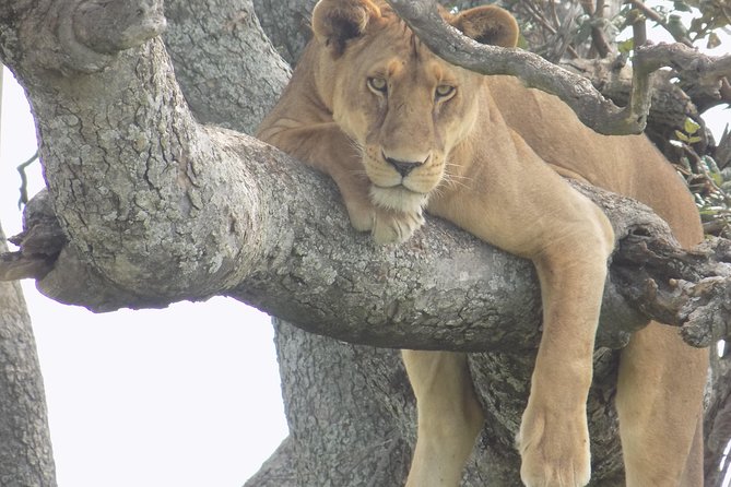 6 Days Tanzania Wildlife Safari Tour - Day 2: Lake Manyara on a shorter transfer