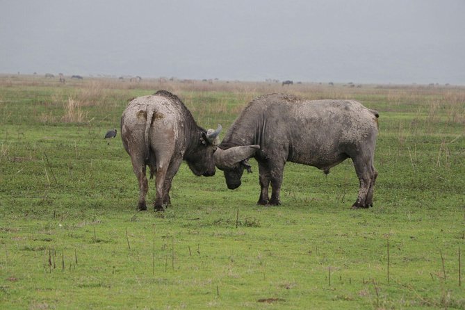6 Days Tarangire,Serengeti, Ngorongoro & Manyara Mid-range Camping Safari Tour - Ngorongoro Crater, a Wildlife Bowl Below the Rim