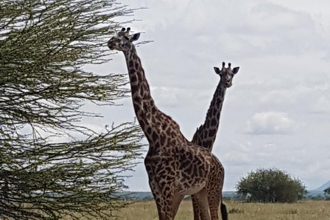 6 Days Tarangire,Serengeti, Ngorongoro & Manyara Mid-range Camping Safari Tour - Lake Manyara’s Birds and Tree-Climbing Lions