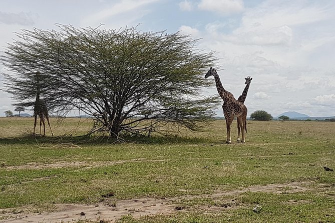 6 Days Tarangire,Serengeti, Ngorongoro & Manyara Mid-range Camping Safari Tour - What the Mid-Range Camping Style Means