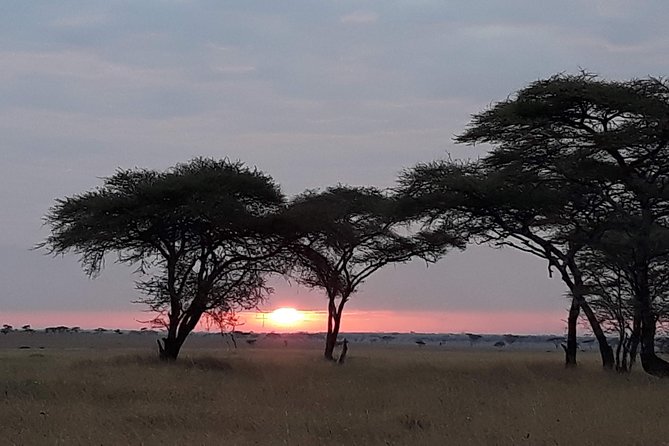 6 Days Tarangire,Serengeti, Ngorongoro & Manyara Mid-range Camping Safari Tour - Group Size, Guides, and Daily Comfort