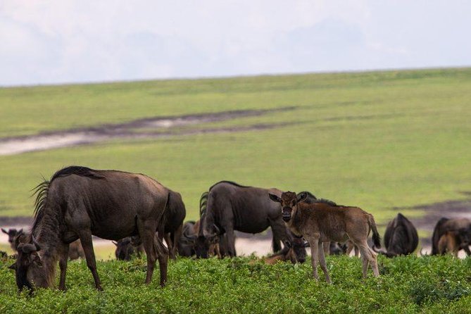 6 Days Tarangire,Serengeti, Ngorongoro & Manyara Mid-range Camping Safari Tour - Three Serengeti Days for Better Wildlife Odds
