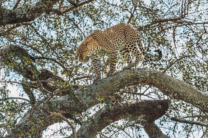 6-DayThe Best of Northern Tanzania Safari - Day 6: Lake Manyara’s forest, birds, and tree-climbing lions