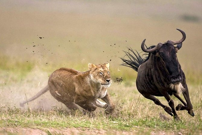 7 Day 6 nights Great Migration Classic Tanzania Safari - Tarangire’s river sets the tone