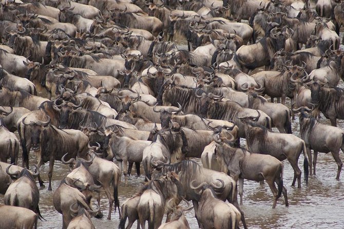 7 Day 6 nights Great Migration Classic Tanzania Safari - Serengeti brings the Great Migration into focus