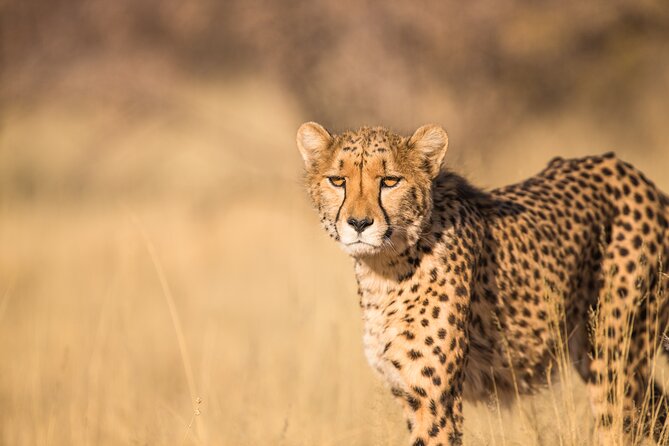 7 Day Grand Tanzania Safari - Days 3 and 4: Giving the Serengeti proper time