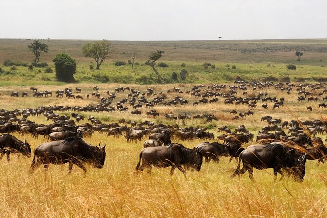 7 Day Grand Tanzania Safari - Day 5: Serengeti sunrise, balloon option, and Maasai culture
