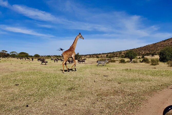 7 Day Grand Tanzania Safari - Day 7: Returning to Arusha