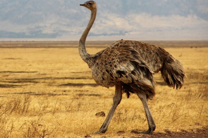 7 Day Grand Tanzania Safari - What the $2,800 price really covers