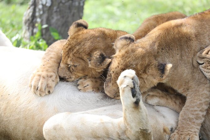 7-Day Group Camping Tarangire/Serengeti/Ngorongoro/lake Manyara - Days 3 and 4: Two full days following the Serengeti migration
