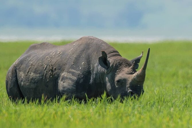 7-Day Group Camping Tarangire/Serengeti/Ngorongoro/lake Manyara - Day 6: Ngorongoro Crater and Mto wa Mbu