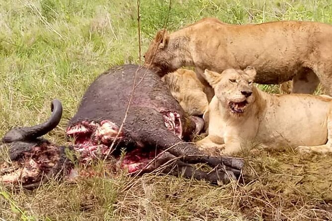 7-Day Group Camping Tarangire/Serengeti/Ngorongoro/lake Manyara - Day 7: Lake Manyara, tree-climbing lions, and a Maasai visit