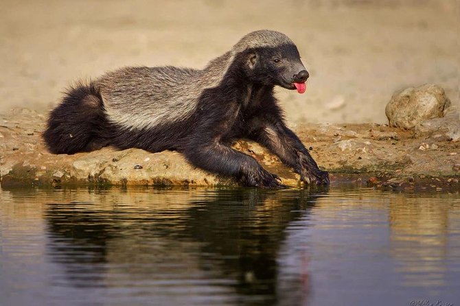 7 Day Joined Safari Serengeti,Ngorongoro,Manyara,Tarangire,Arusha National Park - Day 7: Arusha National Park on foot and by vehicle