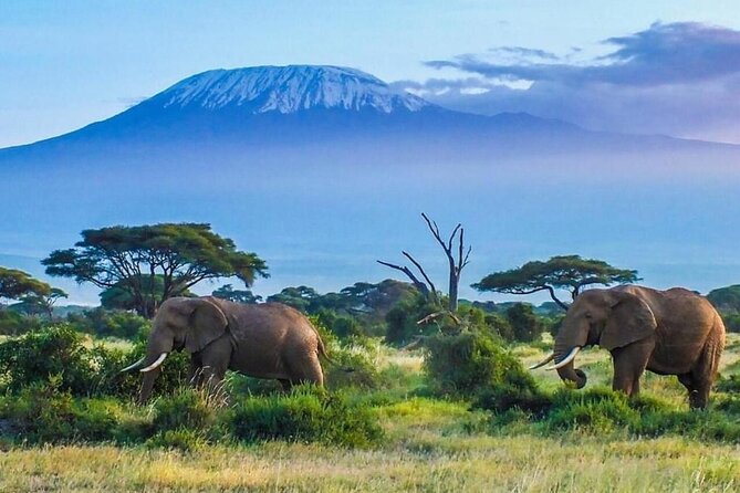 7-Day Kilimanjaro Climb Machame Route - Day 1: Moshi to Machame Camp through rainforest