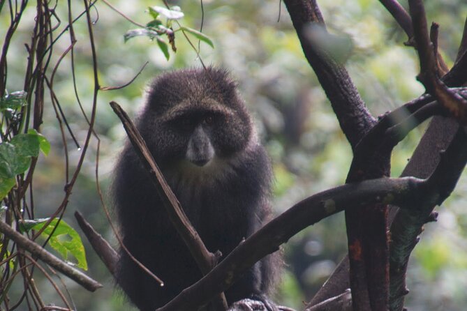 7 Day Kilimanjaro Machame climb - Day 3: Lava Tower, altitude practice, and Barranco Valley