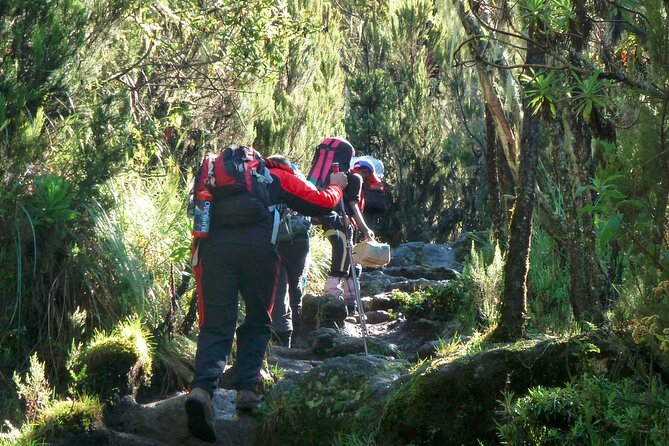 7 Day Kilimanjaro Machame climb - Day 6: Stella Point, Uhuru Peak, and the long descent