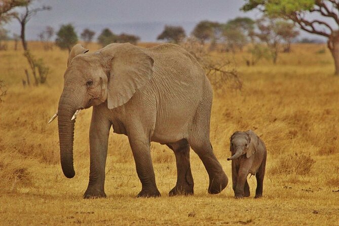 7-Day Magical Tanzania Safari -Premium High End Package - Arusha arrival: a soft landing beneath Mount Meru
