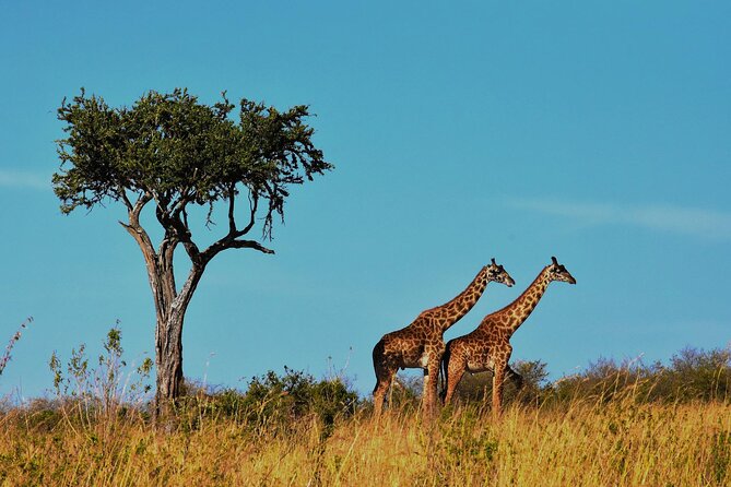 7-Day Magical Tanzania Safari -Premium High End Package - Lake Manyara: birdlife, forest, and an evening drive