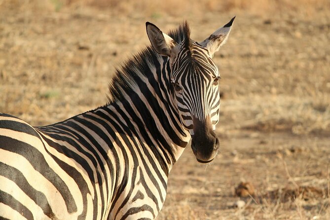 7-Day Magical Tanzania Safari -Premium High End Package - Serengeti: the trip’s main wildlife stage