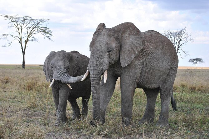 7-Day Magical Tanzania Safari -Premium High End Package - A 5:00 am balloon safari over the Serengeti
