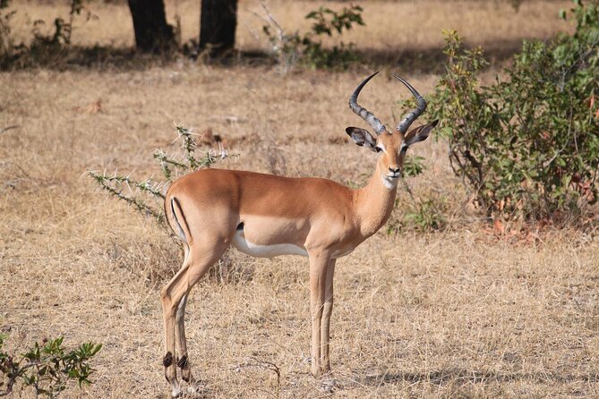 7-Day Magical Tanzania Safari -Premium High End Package - Luxury service, guiding, and the real value of $10,250