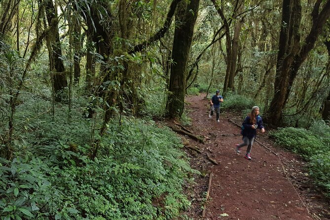 7-Day Mountain Climbing in Machame Route - Day 3: The volcanic rock challenge and Barranco country