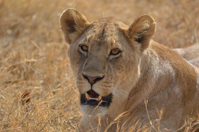7-Day North Tanzania Classic Safari - Why This Route Works for a First Tanzania Safari