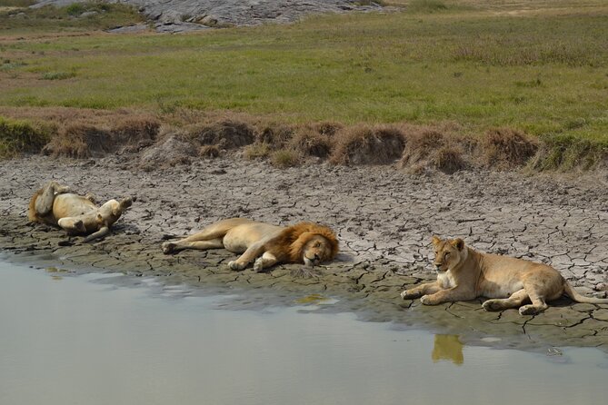 7-Day North Tanzania Classic Safari - Day 4: Across Ngorongoro Toward the Serengeti