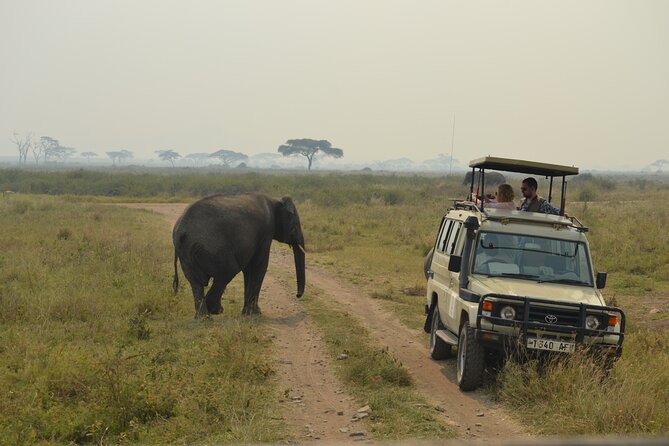 7-Day North Tanzania Classic Safari - Day 5: A Full Serengeti Safari Day